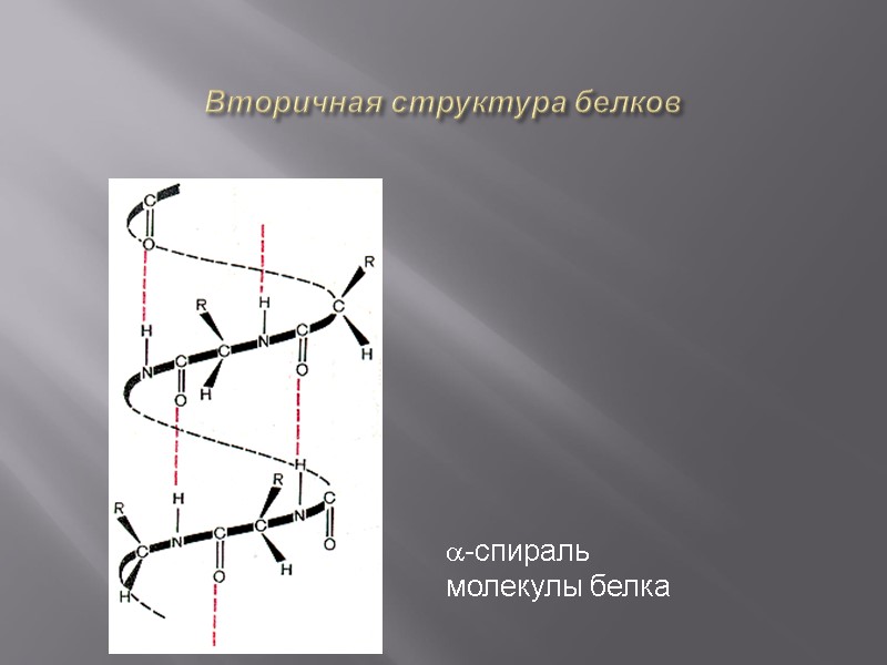 Вторичная структура белков  a-спираль молекулы белка